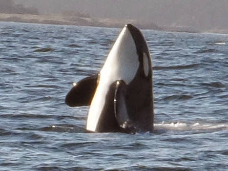 Canada - Orca, gezien in Vancouver Island.