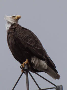 Canada - Deze foto van de zeearend is genomen in Prince Rupert.