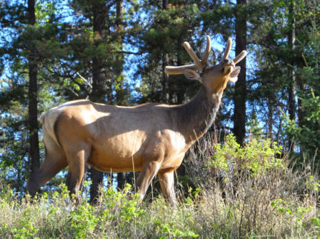 Canada - Onderweg naar 100 Miles.