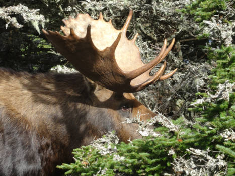 Canada - ontmoeting met eland man en vrouw op 5 meter afstand