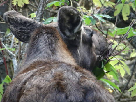 Canada - there she is!