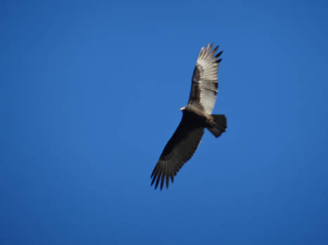 Canada - showtime, om te gieren!