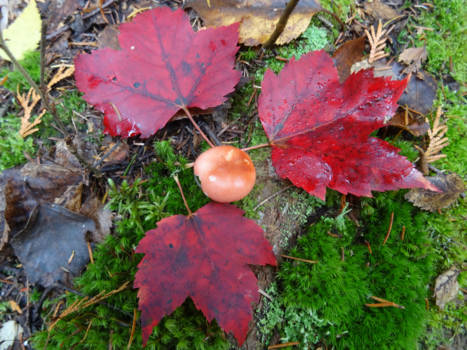 Canada - zo Indian Summer