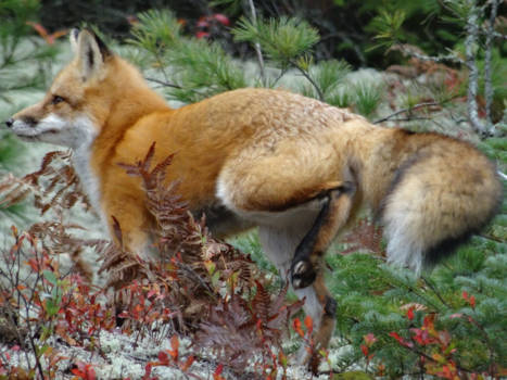 Canada - vossenplas!