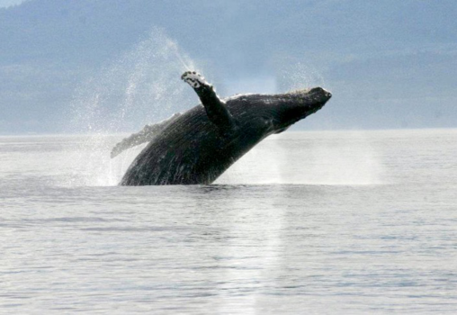Vancouver Island - Walvis excursie met Marine bioloog