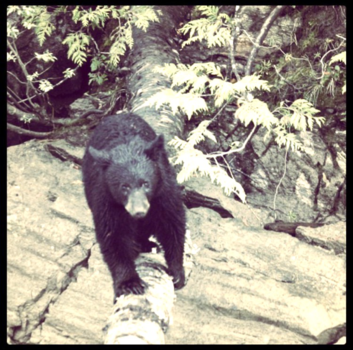 Vancouver Island - Ontmoeting met een jonge beet