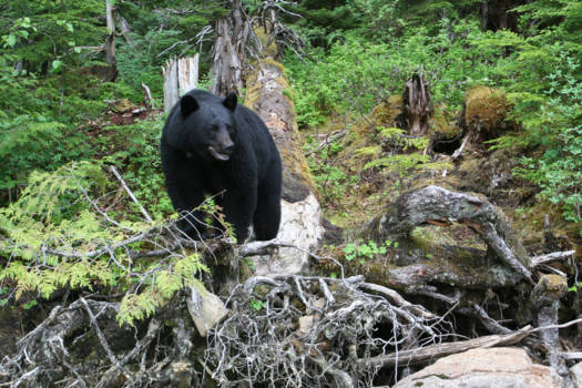 Wells Gray provincial park - Close encounter