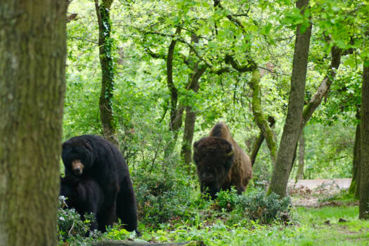 Canada - Voyeur in het bos