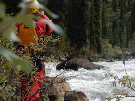 Canada - while rafting the bonnet plume river (Yukon) this big one crossed the river.