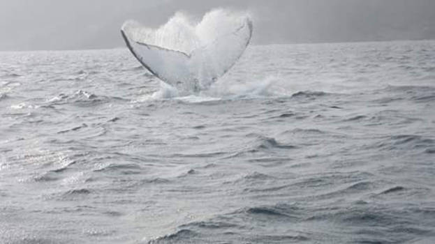 Newfoundland - A whale of a time