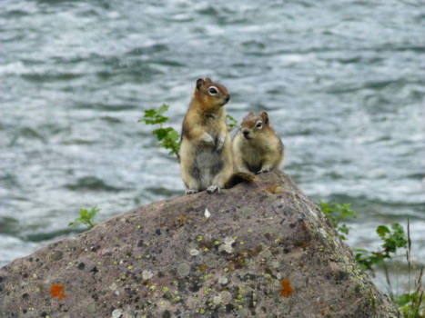 Jasper National Park - Chipmunks