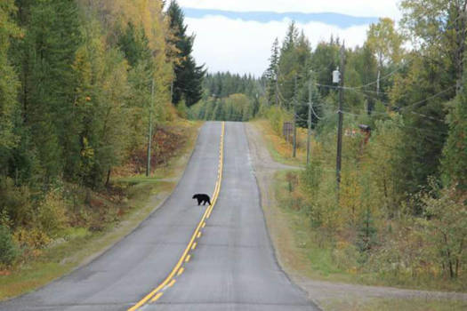 Vancouver - Beren op de weg zien