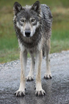 Canada - Amazing wolf