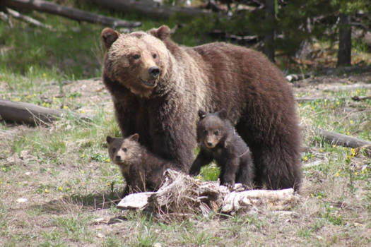 Canada - Bear with 2 cubs