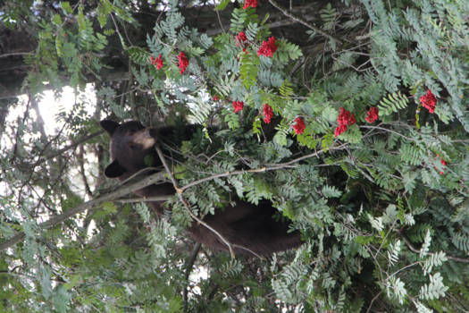 Canada - In de hoogste boom voor de lekkerste bes!