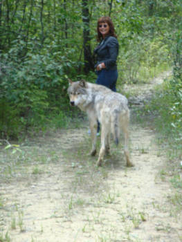 Canada - walking my adopted wolf "Wiley"" in the backcountry of BC @Golden