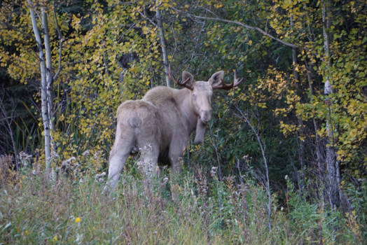 Canada - Riding Mountain Park, White Moose