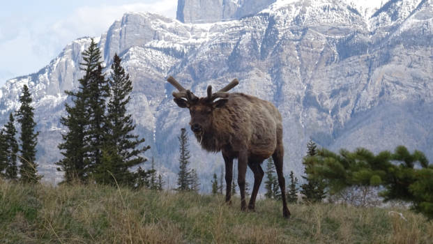 Jasper National Park - jasper national park