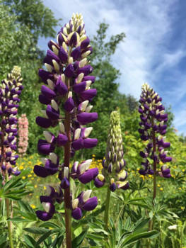 Toronto - Wild flowers