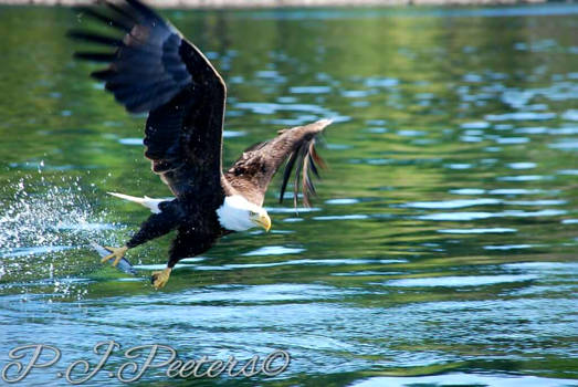 Campbell Rivier - Bold eagle