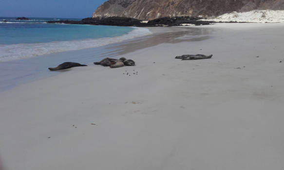 Vancouver - Lekker sjillen op de GALAPAGOS EILANDEN.