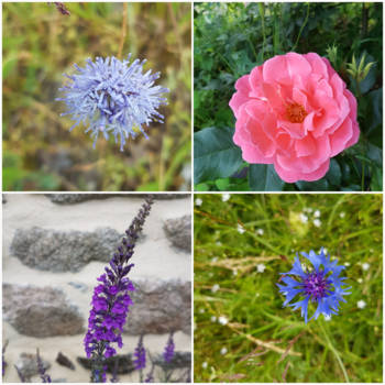 Nova Scotia - De bloem komt in bloei