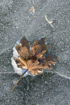 Canada - Maple Leaf on Ice