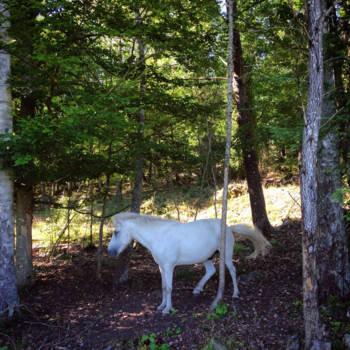 Canada - My little Swedish pony