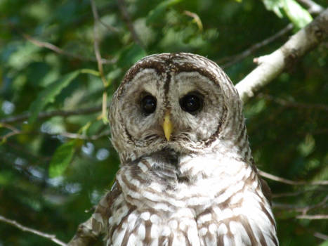 Vancouver Island - Uil op Vancover Island 2013