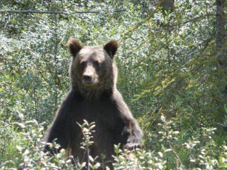 Lake Louise - Ben the Grizzly