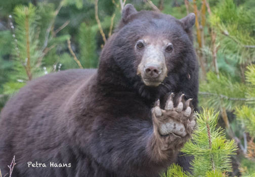 Canada - Hello from jasper