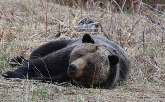 Jasper National Park - Sleeping beauty
