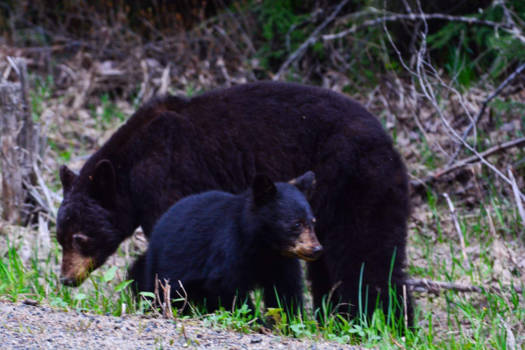 Jasper National Park - Moeder met jong