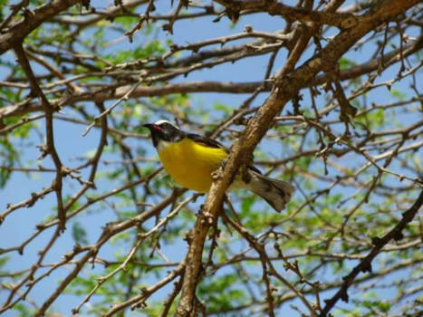 Toronto - Eeuwige schoonheid, onze wereld fauna.