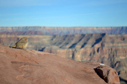 Grand Canyon - Enjoying the view