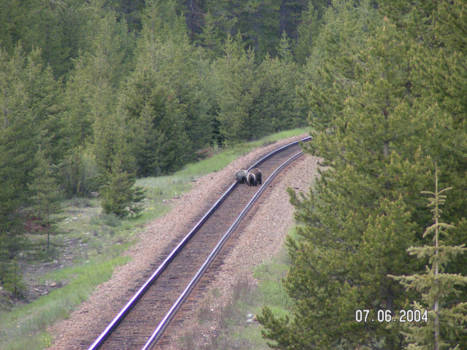 Banff National Park - Drie Grissly beren op het spoor.
