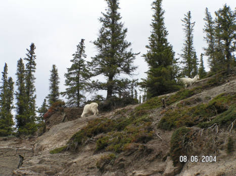 Banff National Park - Sneeuw geiten