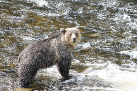 Canada - Grizzlies spotten tijdens zalmseizoen