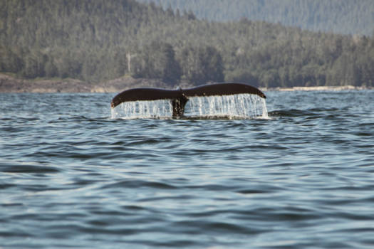 Canada - Walvis Tofino