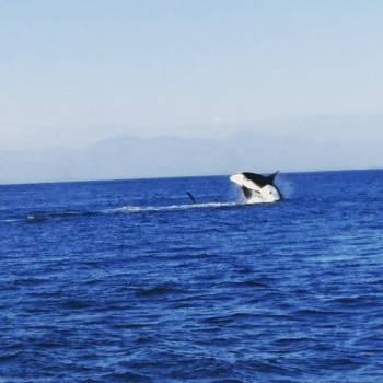 Vancouver - Whalewatching vanuit Steveston, Vancouver 