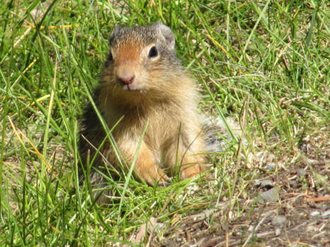 Vancouver - Nieuwsgierig aagje