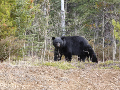Jasper National Park - Bruintje