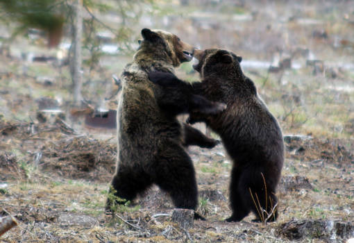 Banff National Park - Practice for later!
