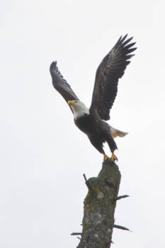 Vancouver Island - Bald eagle lift off!