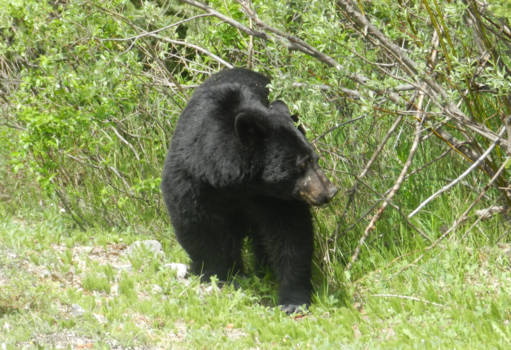 Canada - Tja een heuze beer