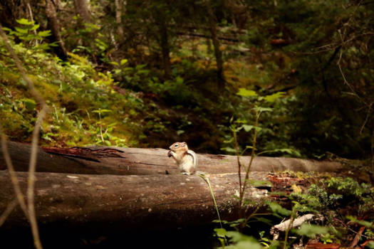 Banff National Park - Johnston creek