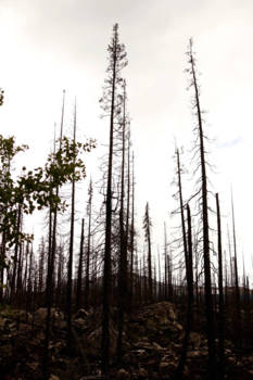 Jasper National Park - Medicine lake