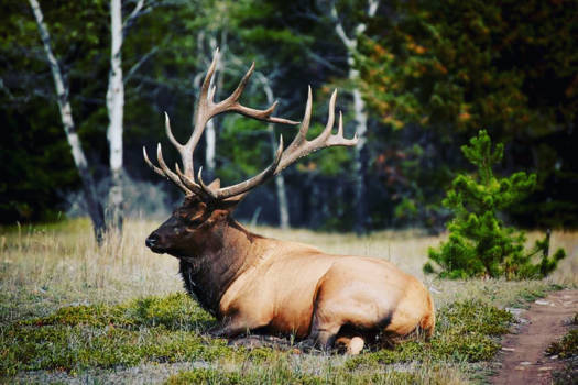 Jasper National Park - Prachtige bull elk