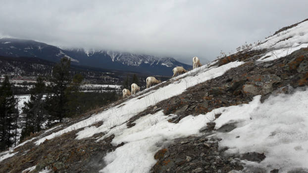 Jasper National Park - Berggeitenbilletjes!