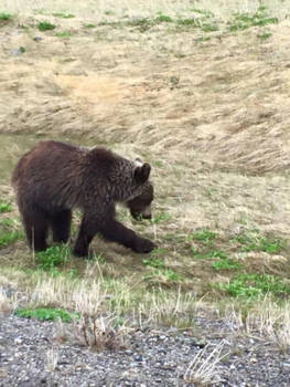 Jasper National Park - Close encounter